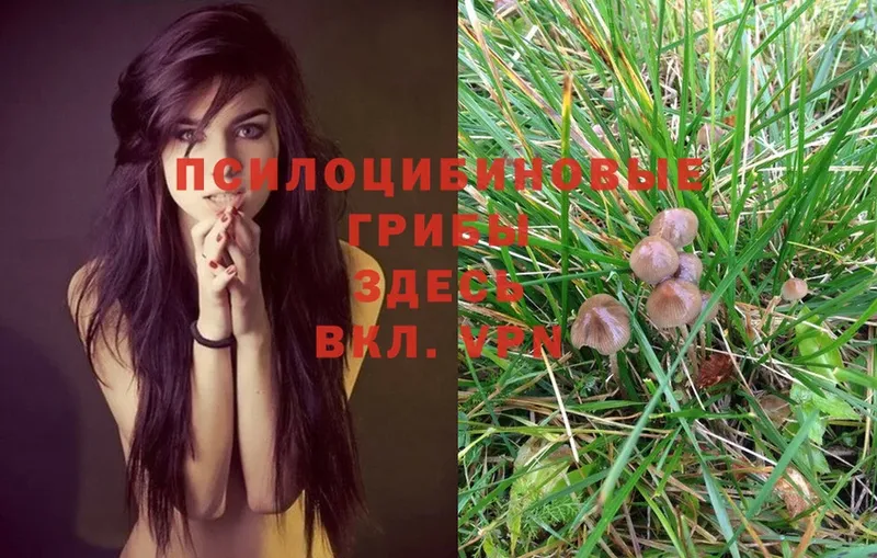 Псилоцибиновые грибы Psilocybe  цена   Артёмовский 